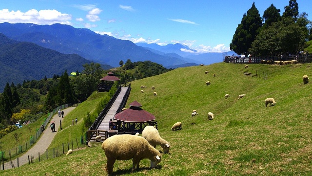 Cingjing Farm