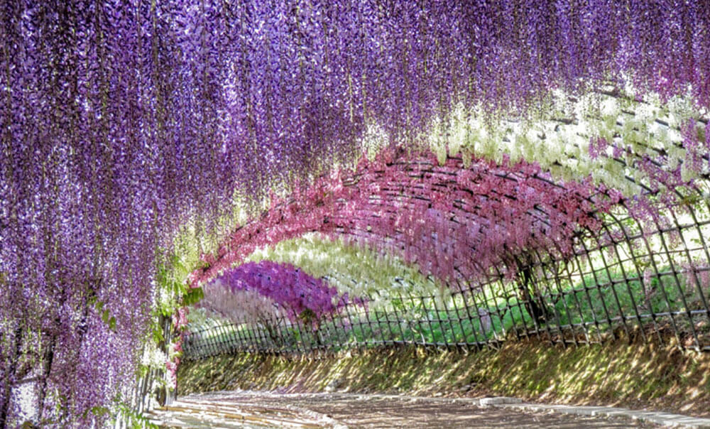 Vườn hoa tử đằng Nhật Bản