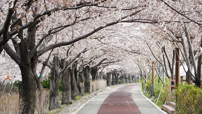 Khám phá con đường hoa anh đào dài nhất Hàn Quốc 1