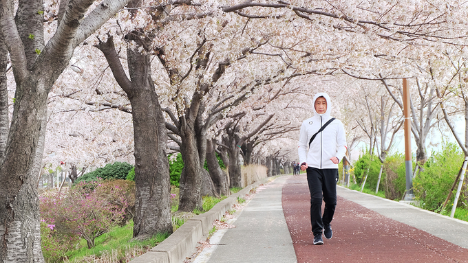 Khám phá con đường hoa anh đào dài nhất Hàn Quốc 6