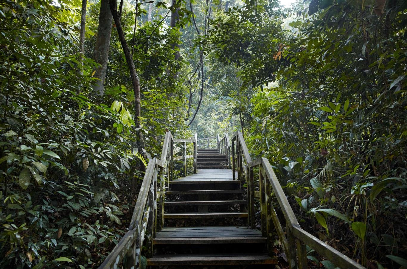 Khu bảo tồn thiên nhiên Bukit Timah, Singapore