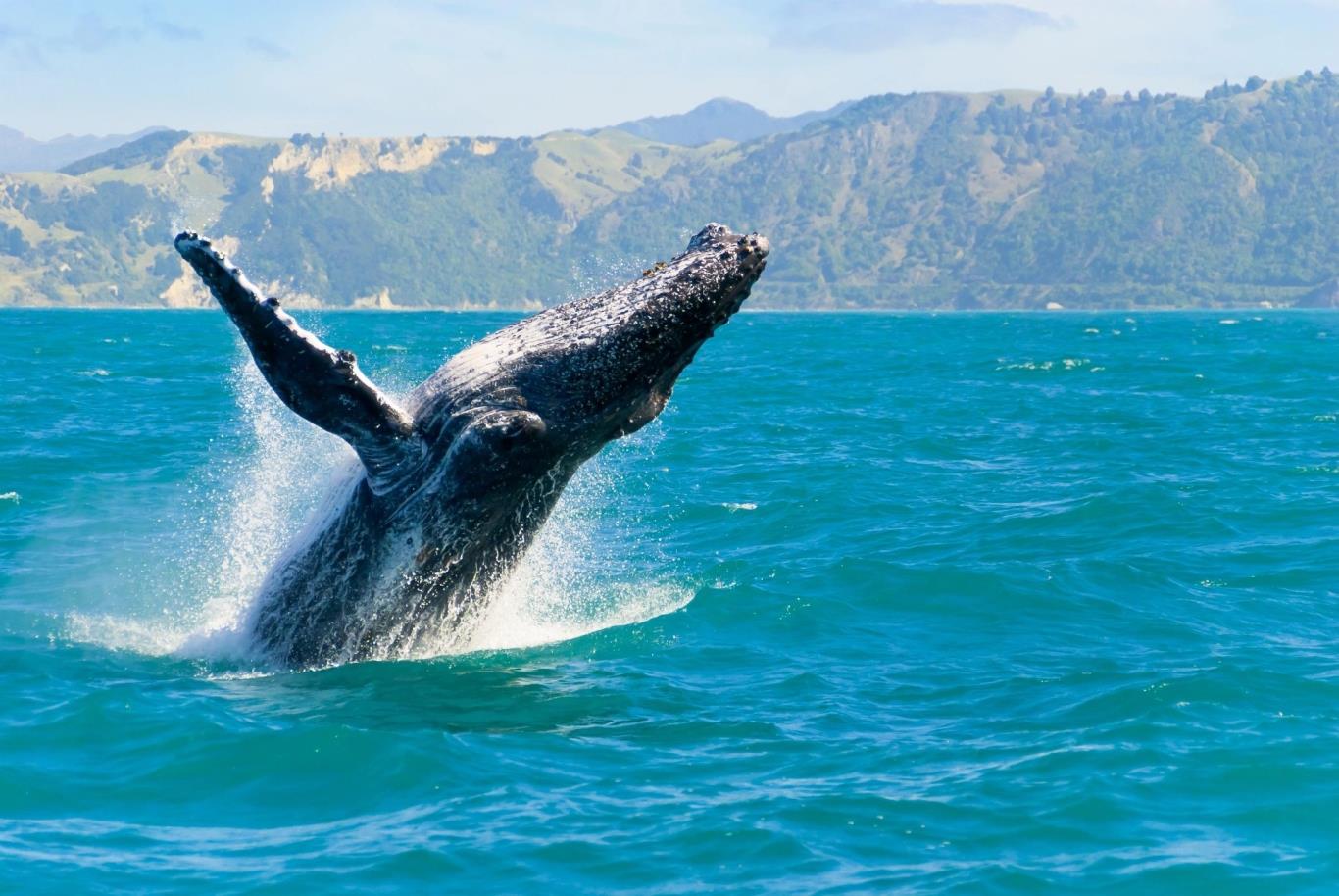 Lễ hội cá voi Hermanus, Nam Phi