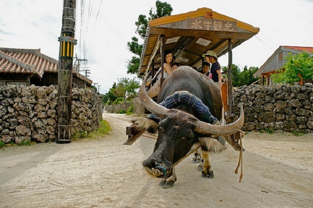 Khám phá đảo Taketomi 